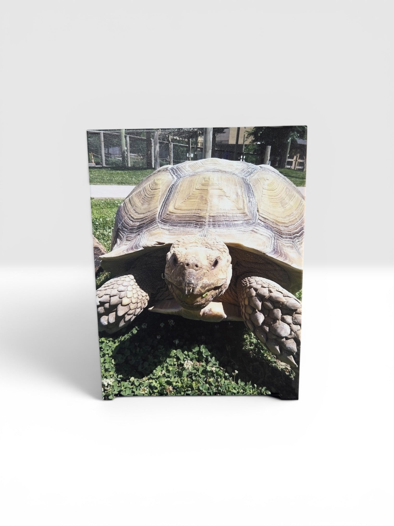 12"x16" Turtle Canvas
