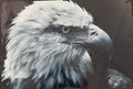 Black and White Bald Eagle 12x18 Metal