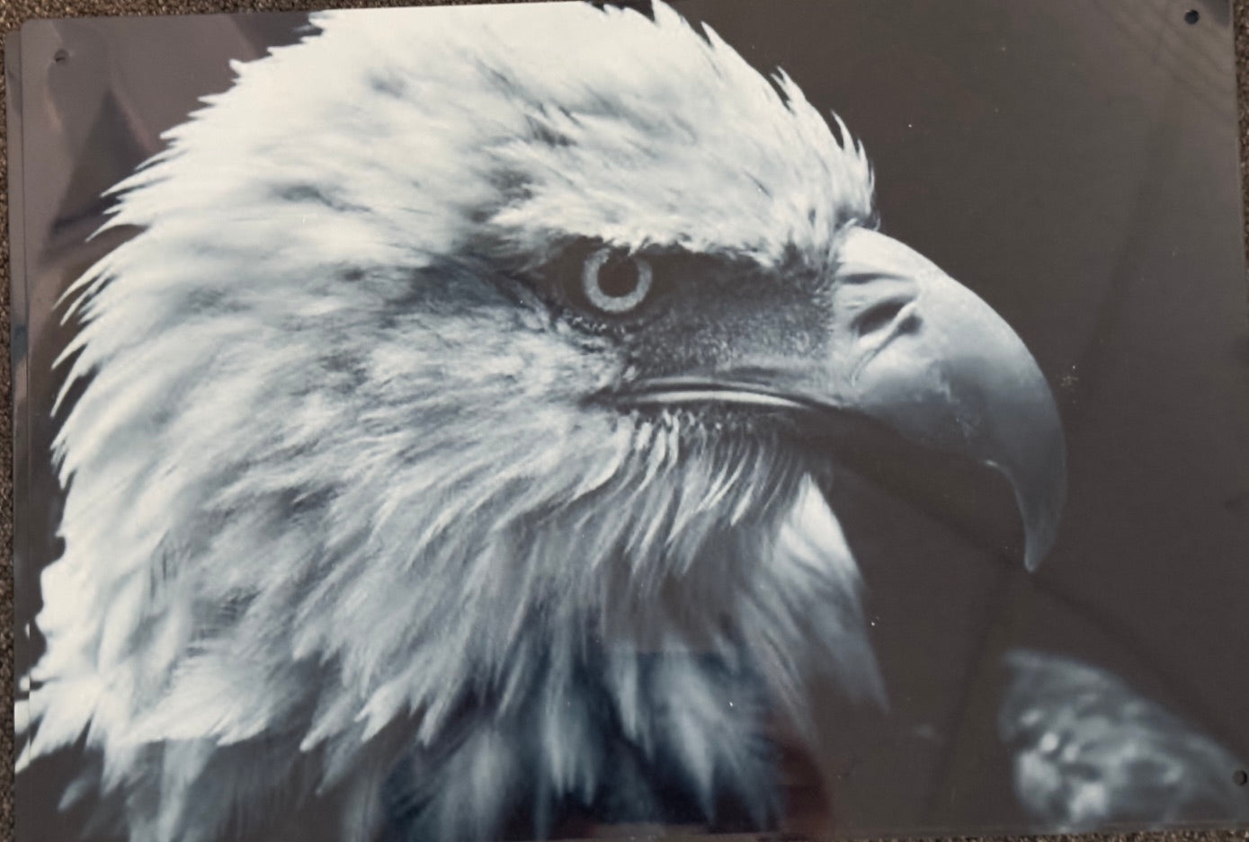 Black and White Bald Eagle 12x18 Metal