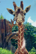 Giraffe 12x18 Metal