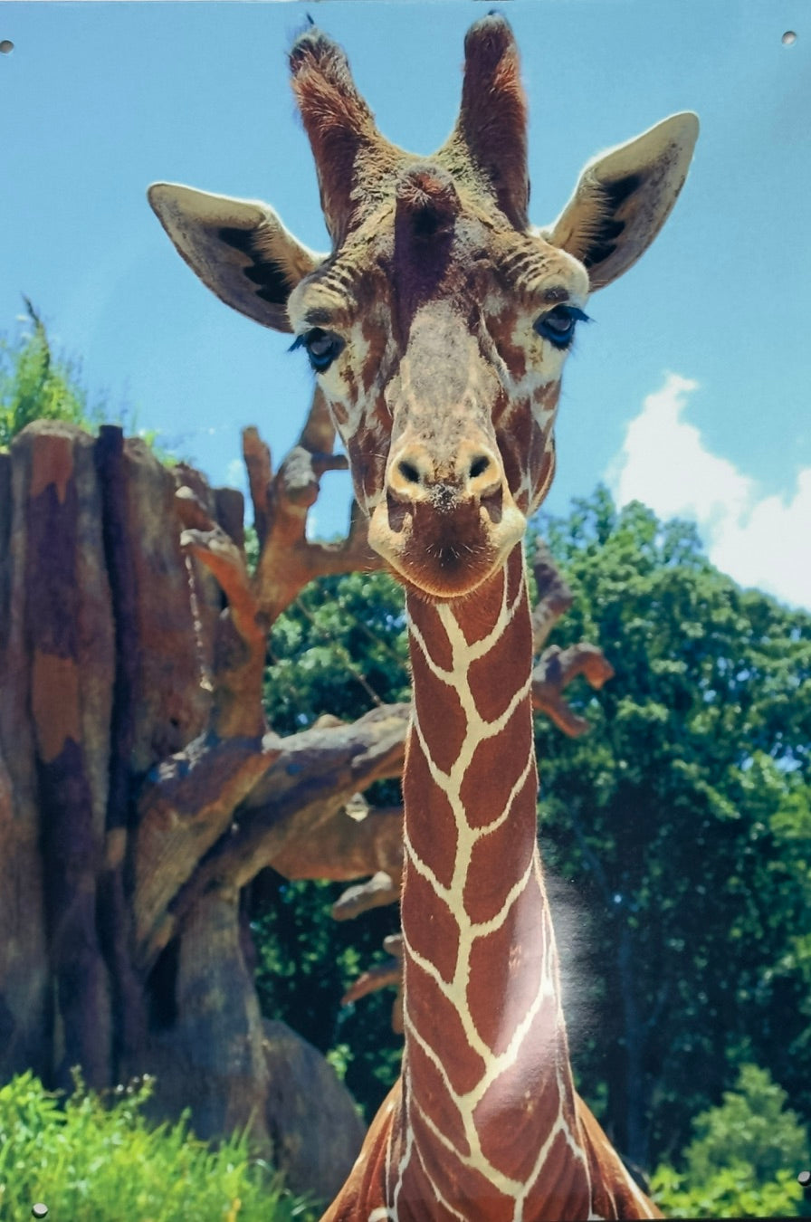 Giraffe 12x18 Metal