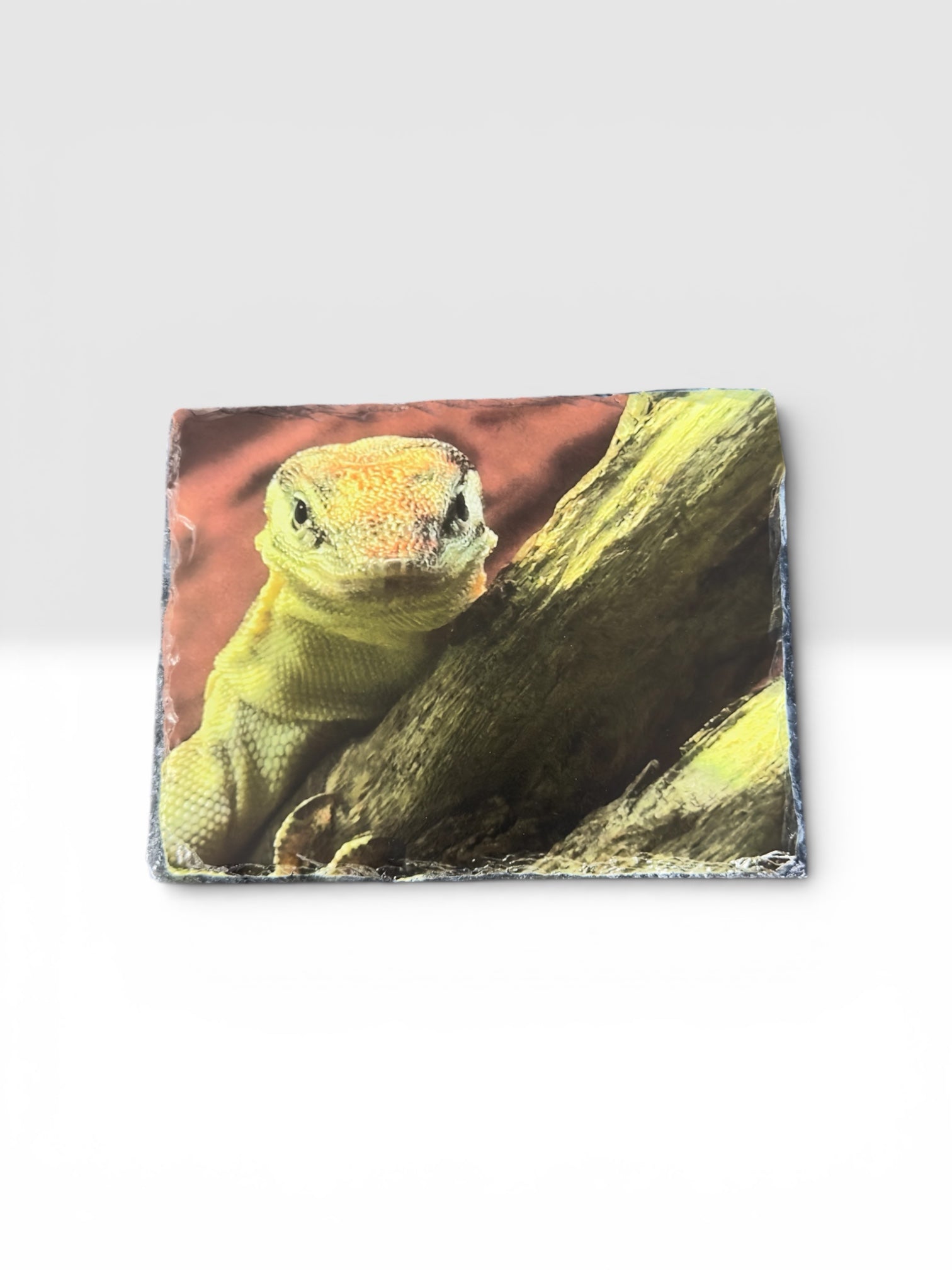 Iguana Slate
