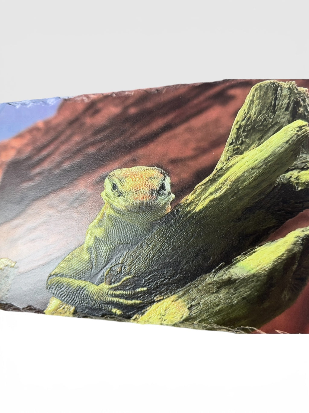 Iguana Slate