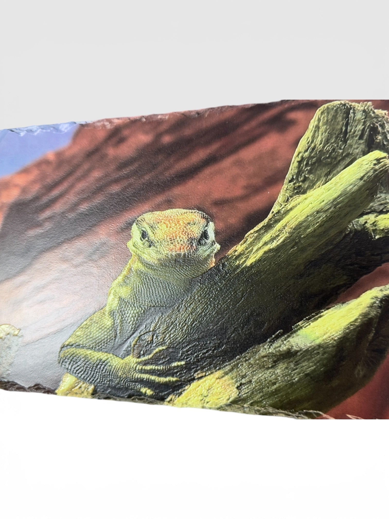 Iguana Slate